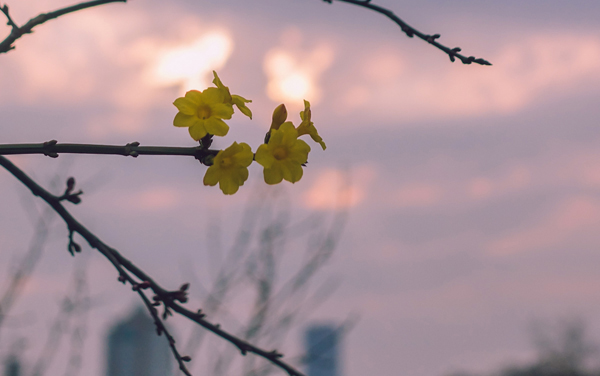 吉林艺术学院各专业在辽宁录取分数线  2026辽宁考生多少分能上吉林艺术学院
