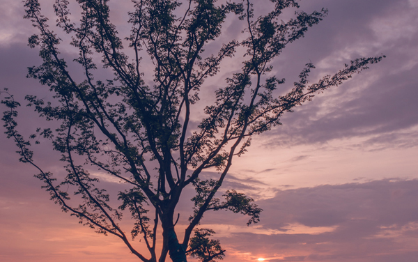 2025年山东职业学院各专业组在广东录取分数线及位次 广东考生多少分能上山东职业学院