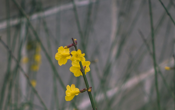 皖江工学院在河南招生专业选科要求对照表 新高考各专业需要选考什么科目