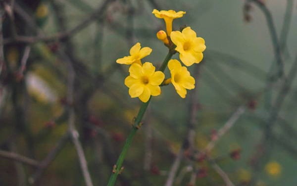 苏州百年职业学院各专业组在福建录取分数线及选科要求 2026福建考生多少分能上苏州百年职业学院