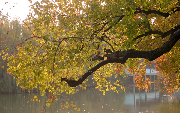 2027新高考哈医学专业怎么选科 河南选科要求及必选科目有哪些