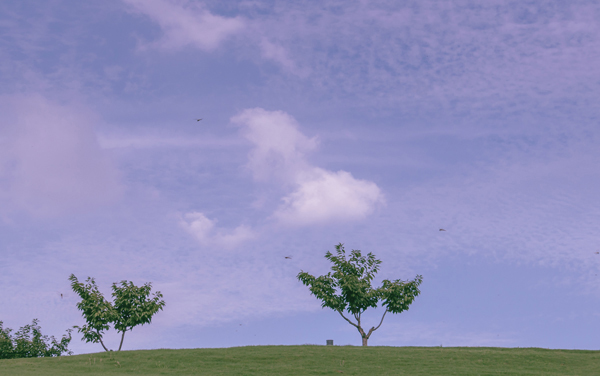 2026辽宁历史类474分左右能报哪些大学 可以上院校及位次（公办、民办）