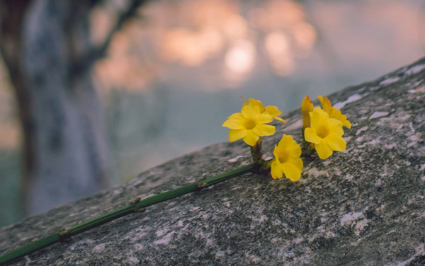 2026广东高考多少分能上阳光学院及专业？最低438分附录取分数线