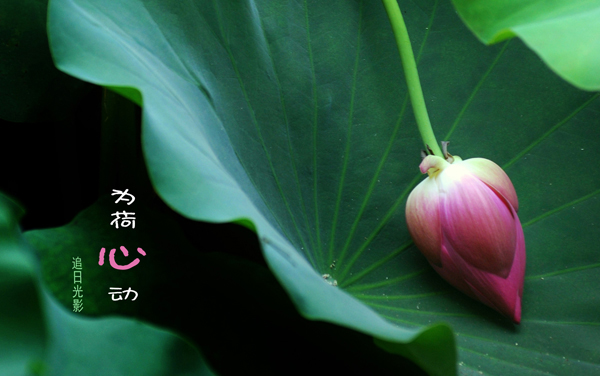 楚雄医药高等专科学校在山东各专业录取位次是多少 最低录取305242位（2026年参考）