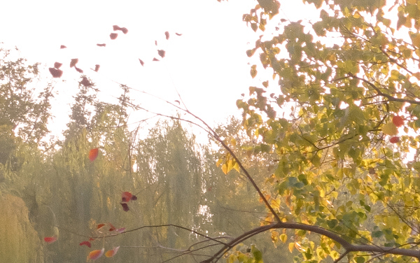 2025青岛城市学院在河北各专业学费一年多少钱 怎么交学费？如何交学费