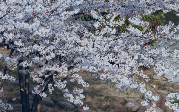 新高考新疆642分左右可以上哪些大学 2026院校名单推荐