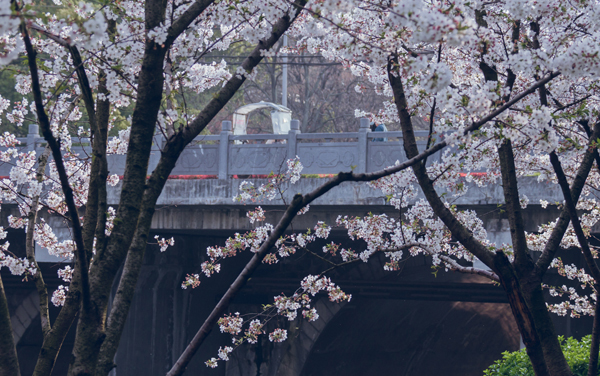 吉林开设农业智能装备工程专业大学有哪些 相关专业推荐（2026参考）