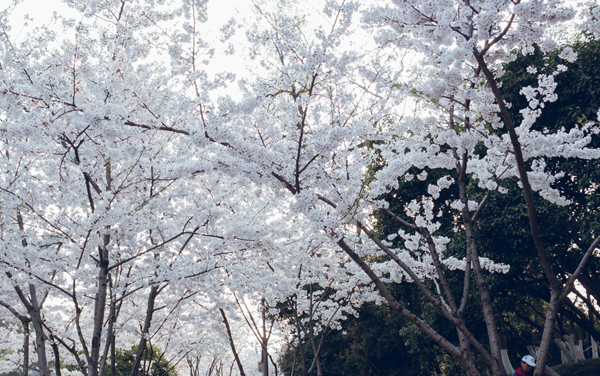 2026喀什大学开设哪些专业及最好专业排名 王牌专业推荐