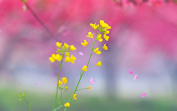 2026云南635分到639分历史类能上什么大学及专业位次 公民办类型录取率汇总